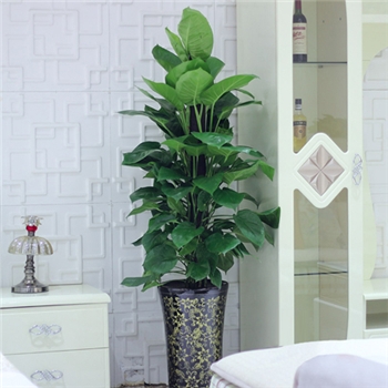 大葉綠蘿&產印尼